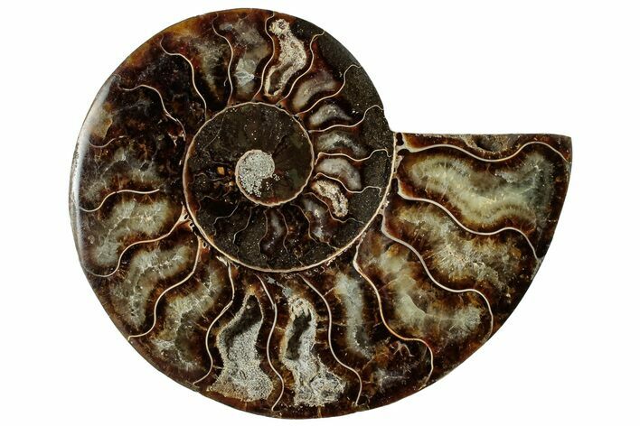 Cut & Polished Ammonite Fossil (Half) - Madagascar #308179